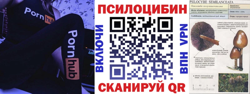 Купить  Жуков  Псилоцибиновые грибы Cubensis 